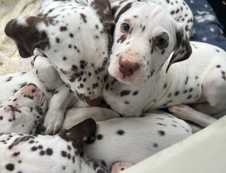 gumtree puppies for sale scotland