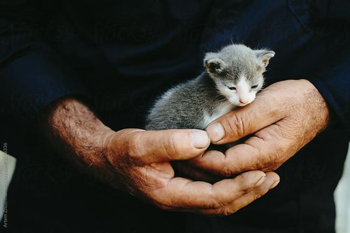 song of no great length about husbands cat