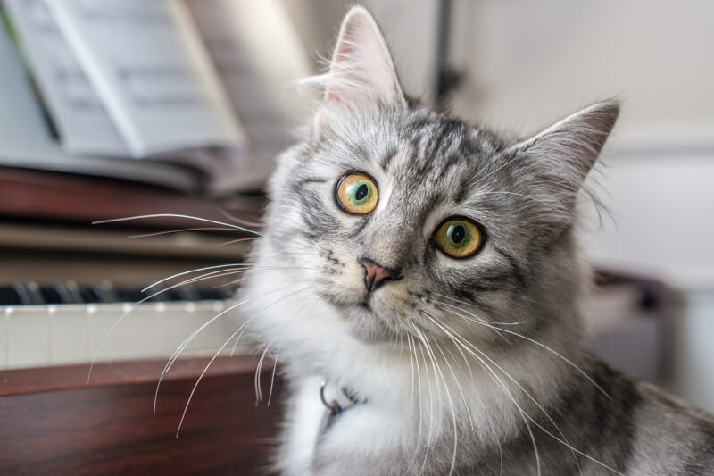 siberian forest cat grey