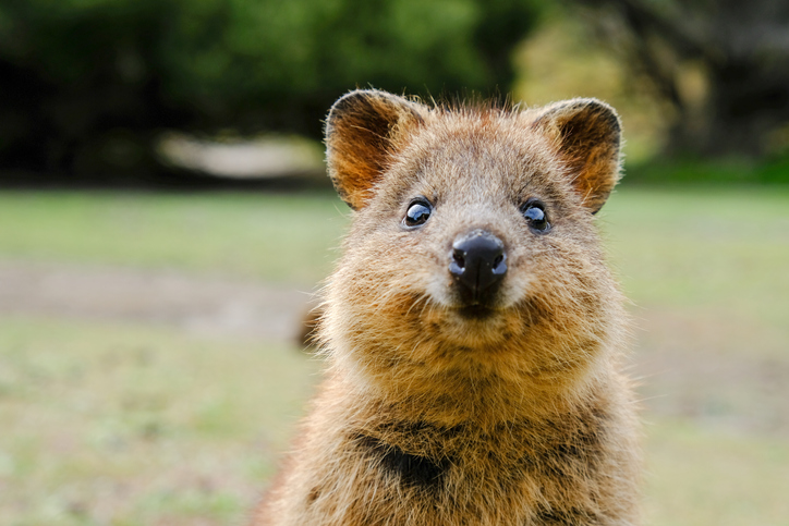 quokka animal precio