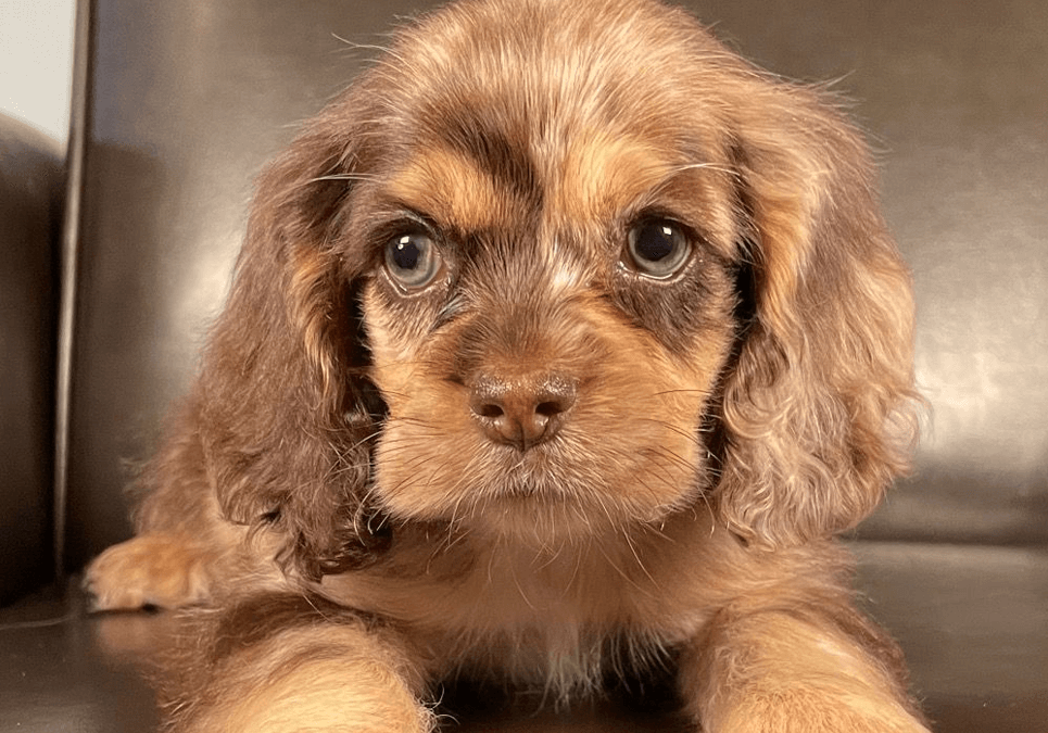 american cocker spaniel puppies for sale