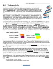 dna the double helix worksheet answer key