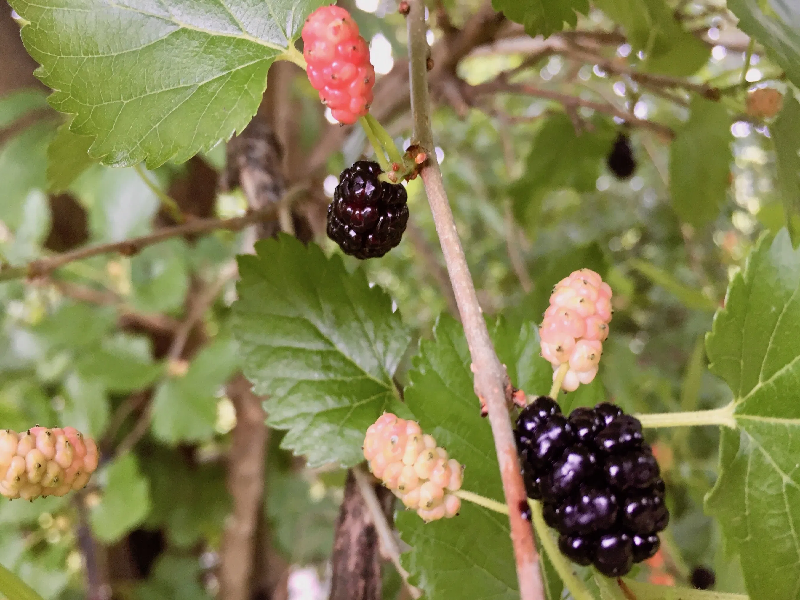 mulberry meaning in bengali