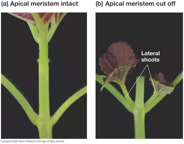 what do you mean by apical dominance