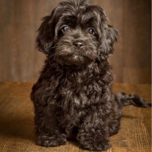 cockapoo puppy for sale