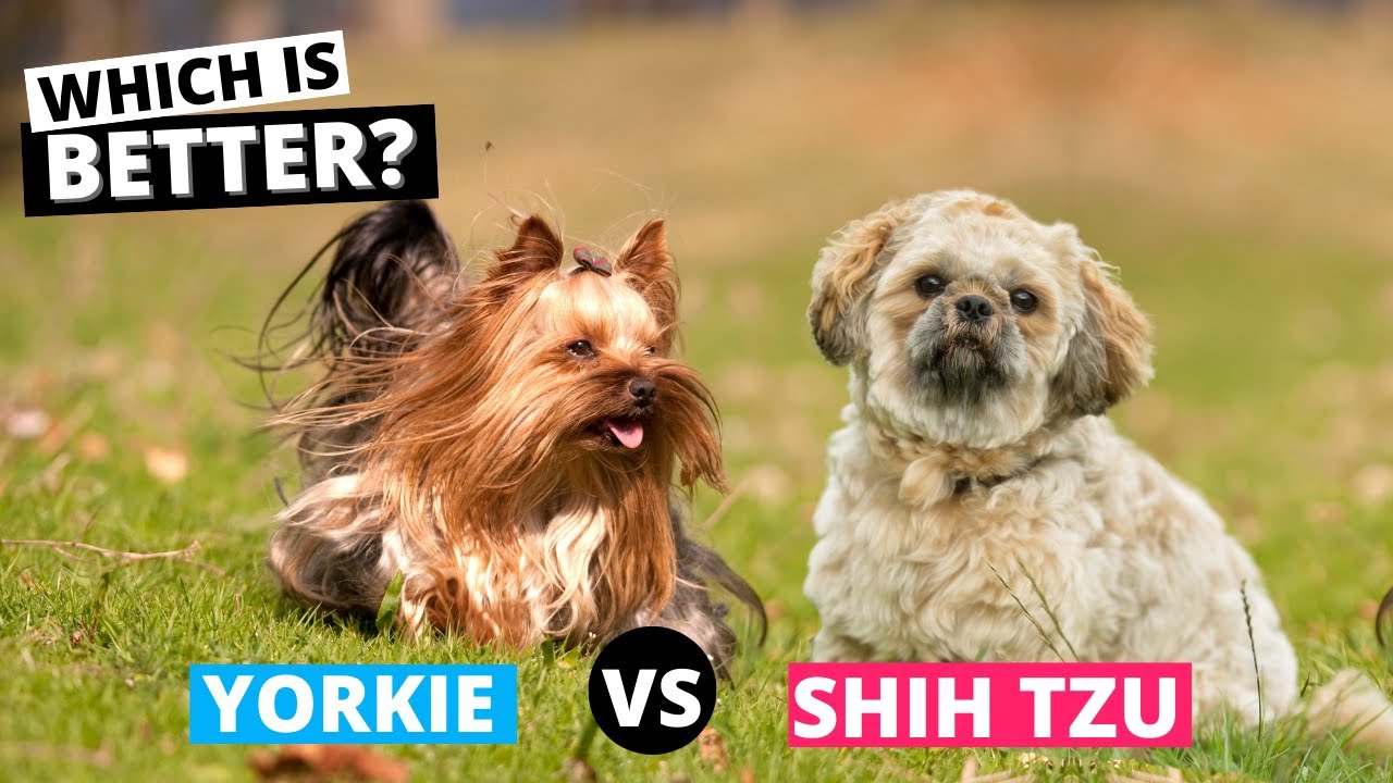 yorkshire shih tzu