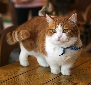 munchkin cats and kittens