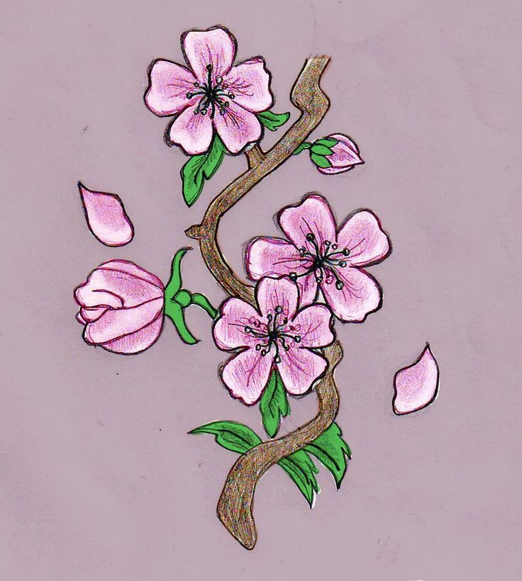 drawings of cherry blossom