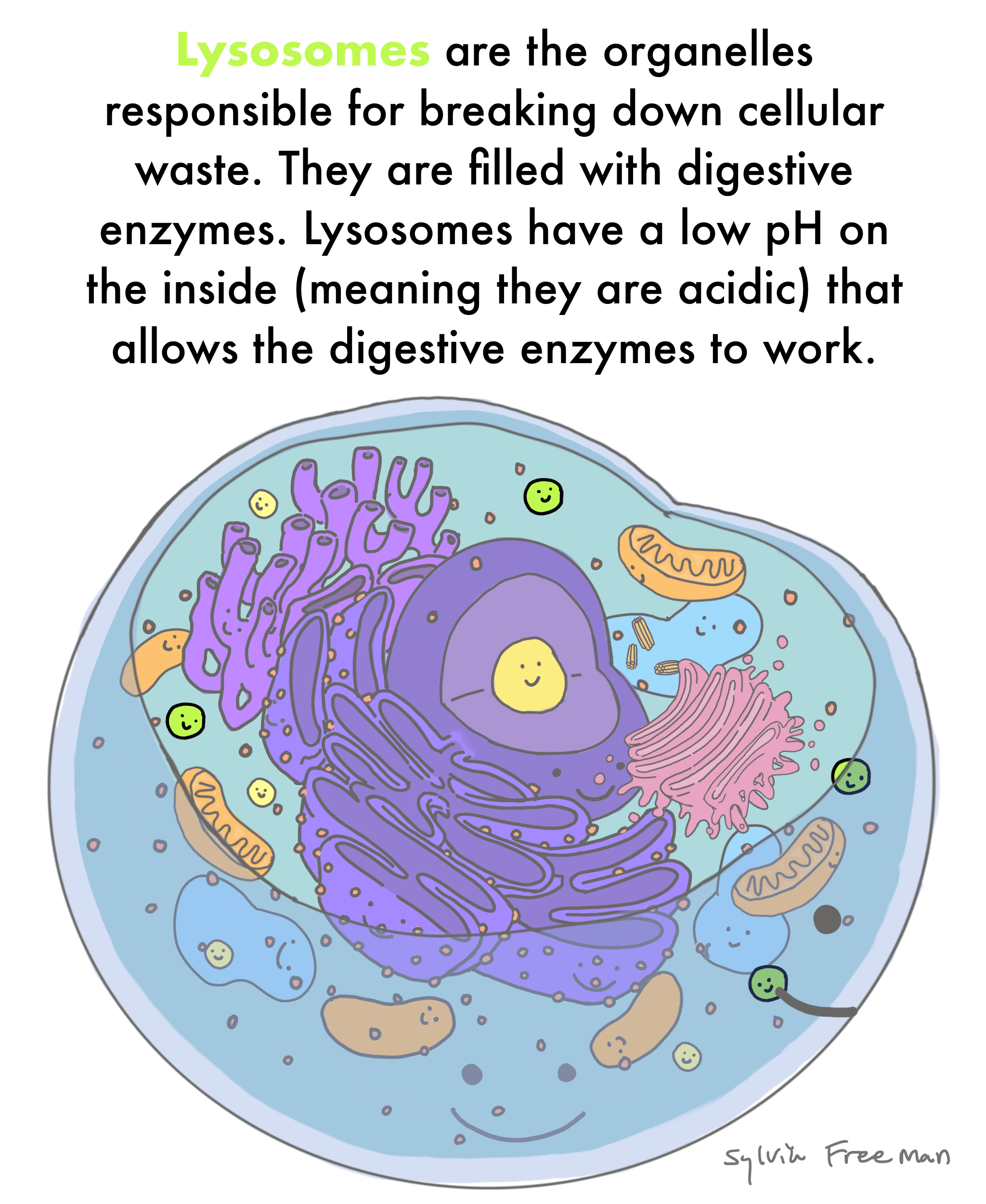 which of the following describes a lysosome