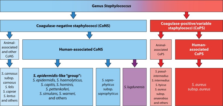 coagulase negative staphylococcus