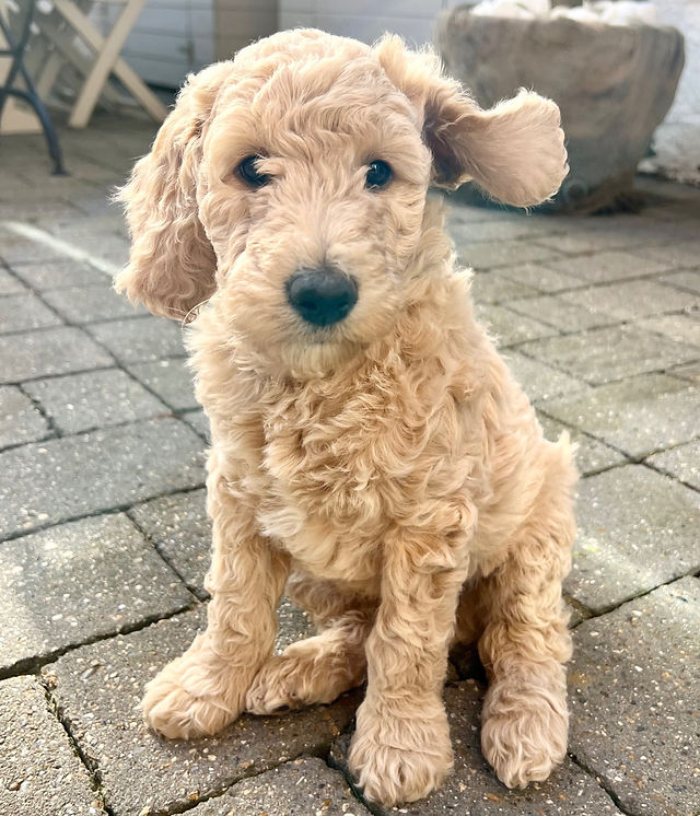 goldendoodle puppies