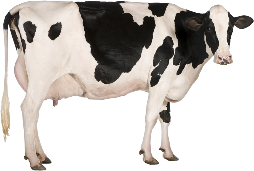 cow png