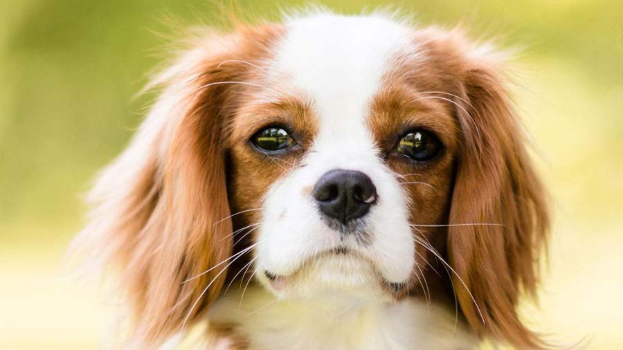 cavalier dog price