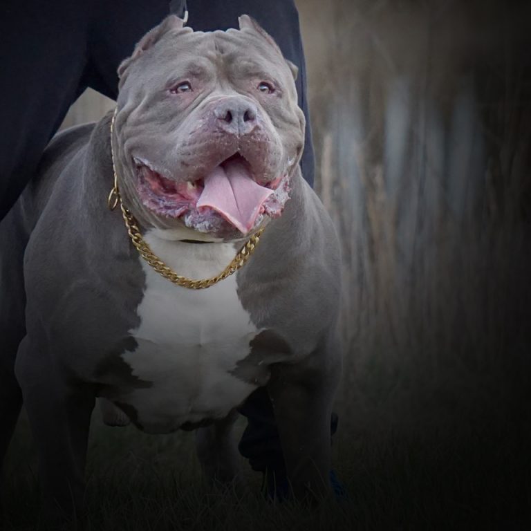 xl pitbull