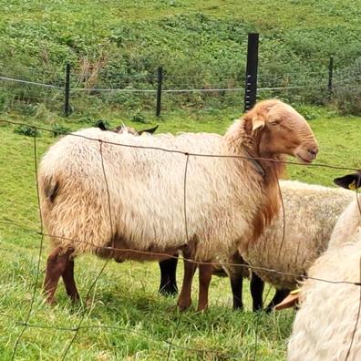 venta de ovejas en cantabria