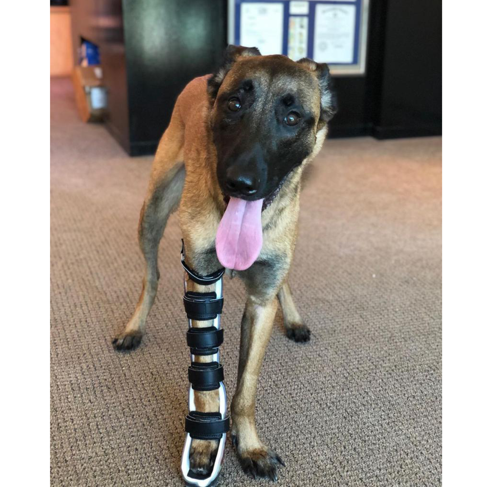 canine front leg brace