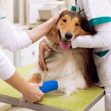 burleson animal emergency hospital