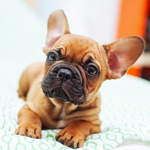 buy frenchie puppy