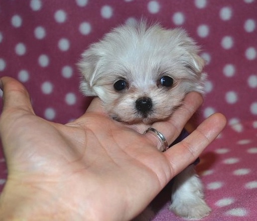 teacup dogs for sale in ontario