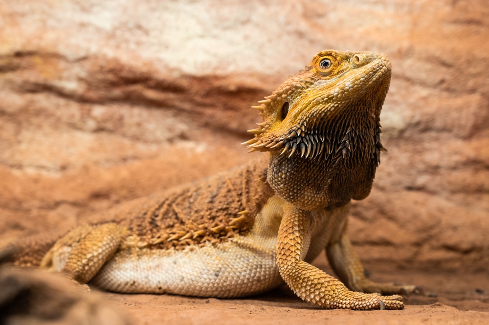 bearded dragon dark beard