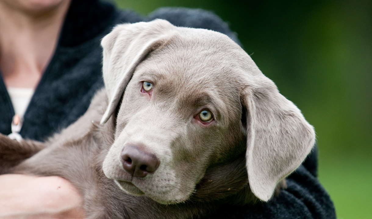 silver labrador retriever puppies