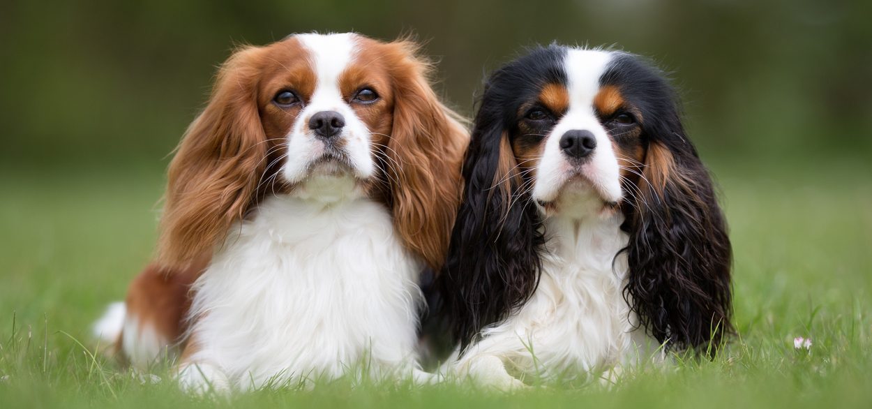 king charles spaniel puppy price