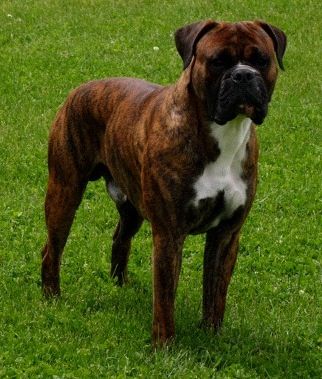 boxer bulldoggen mix