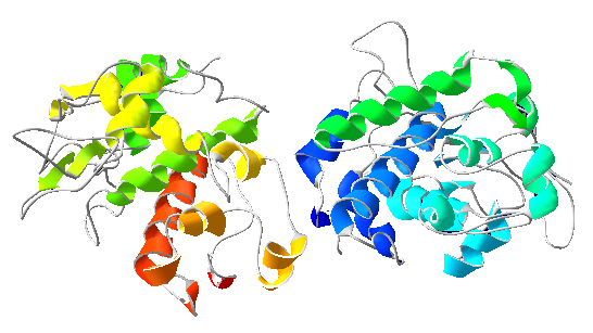 chitinase