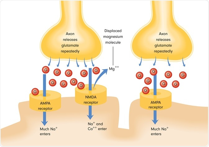 nmda receptors