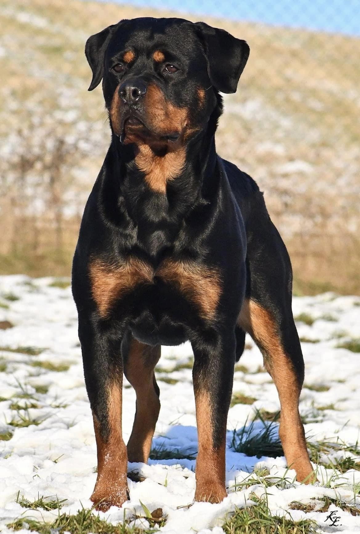 rottweiler breeders in virginia