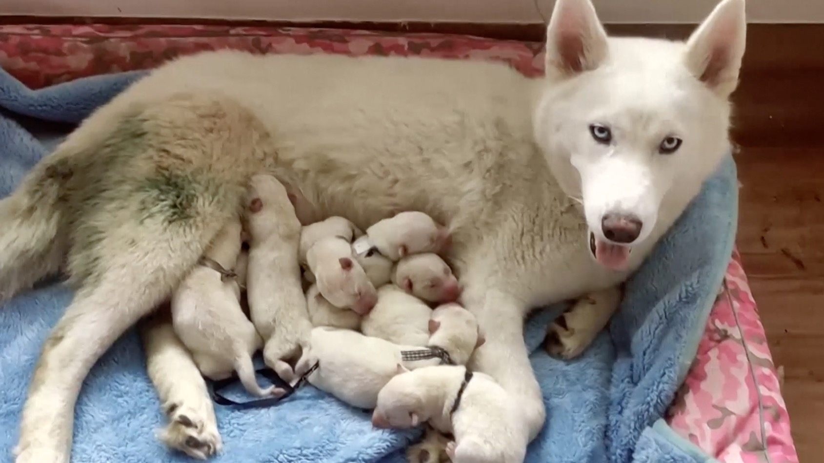 arctic wolf pictures