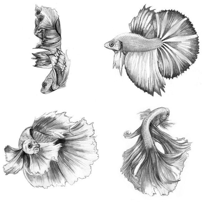 drawing of a betta fish