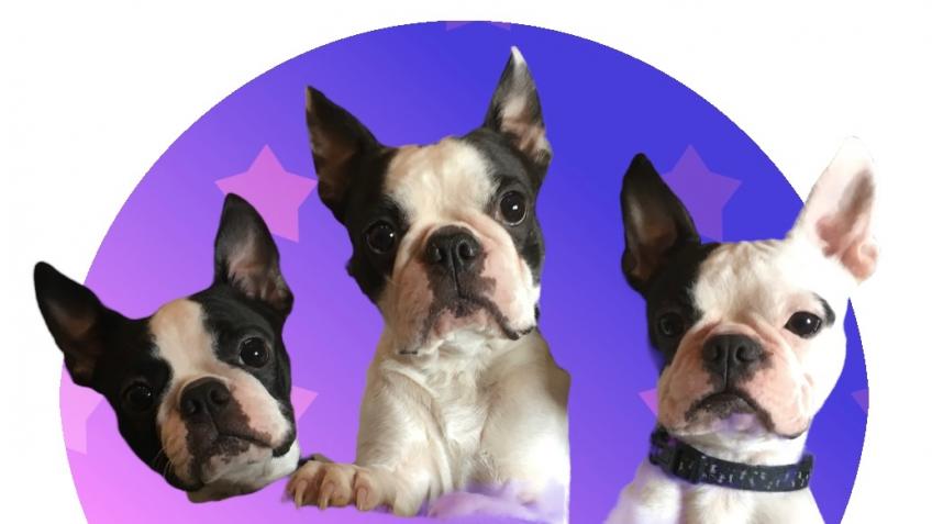 uk boston terrier rescue