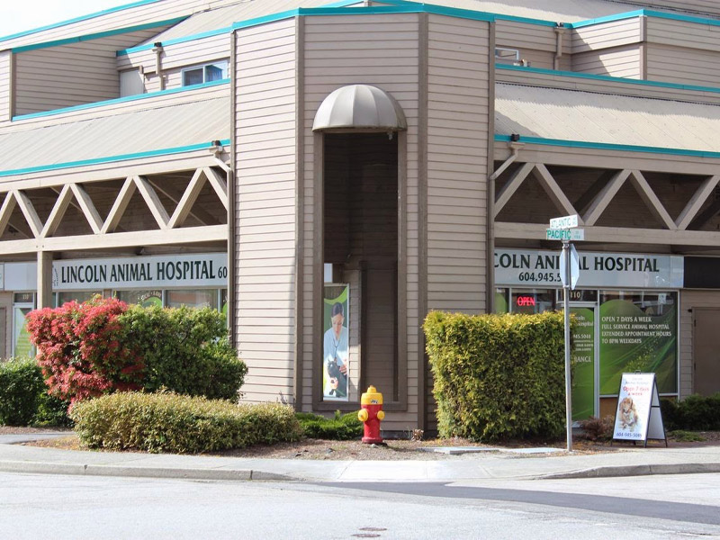 pet hospital coquitlam