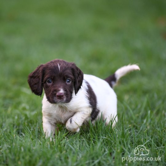 english springer spaniel puppies for sale uk