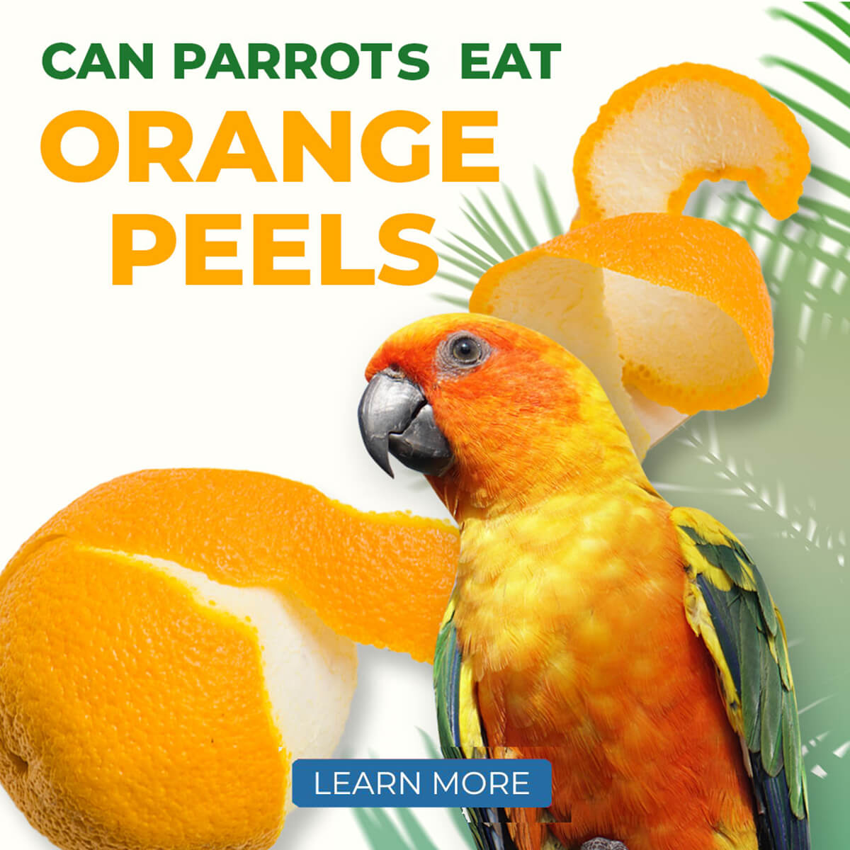 can conures eat oranges