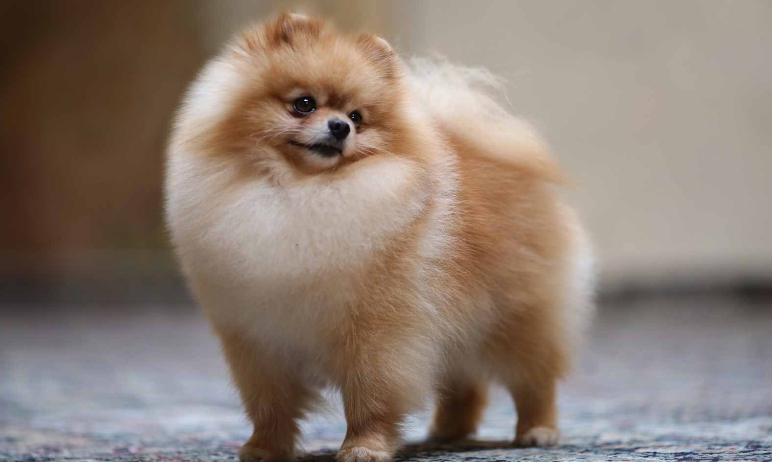 brown pomeranian dog price