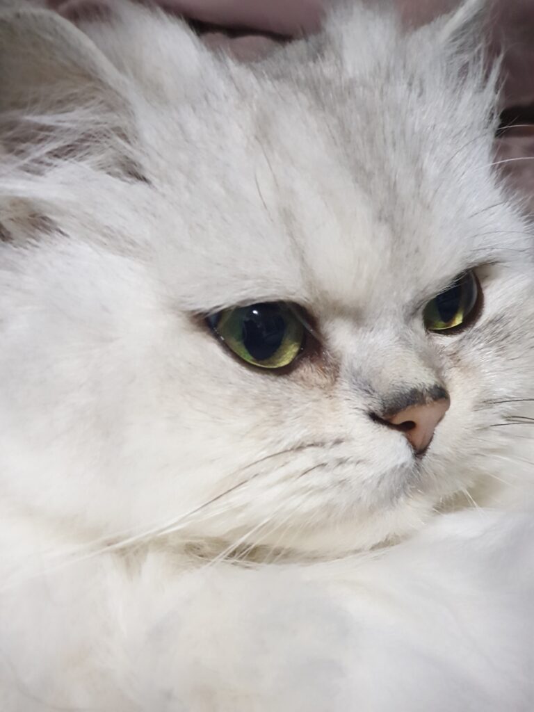 persian chinchilla cat