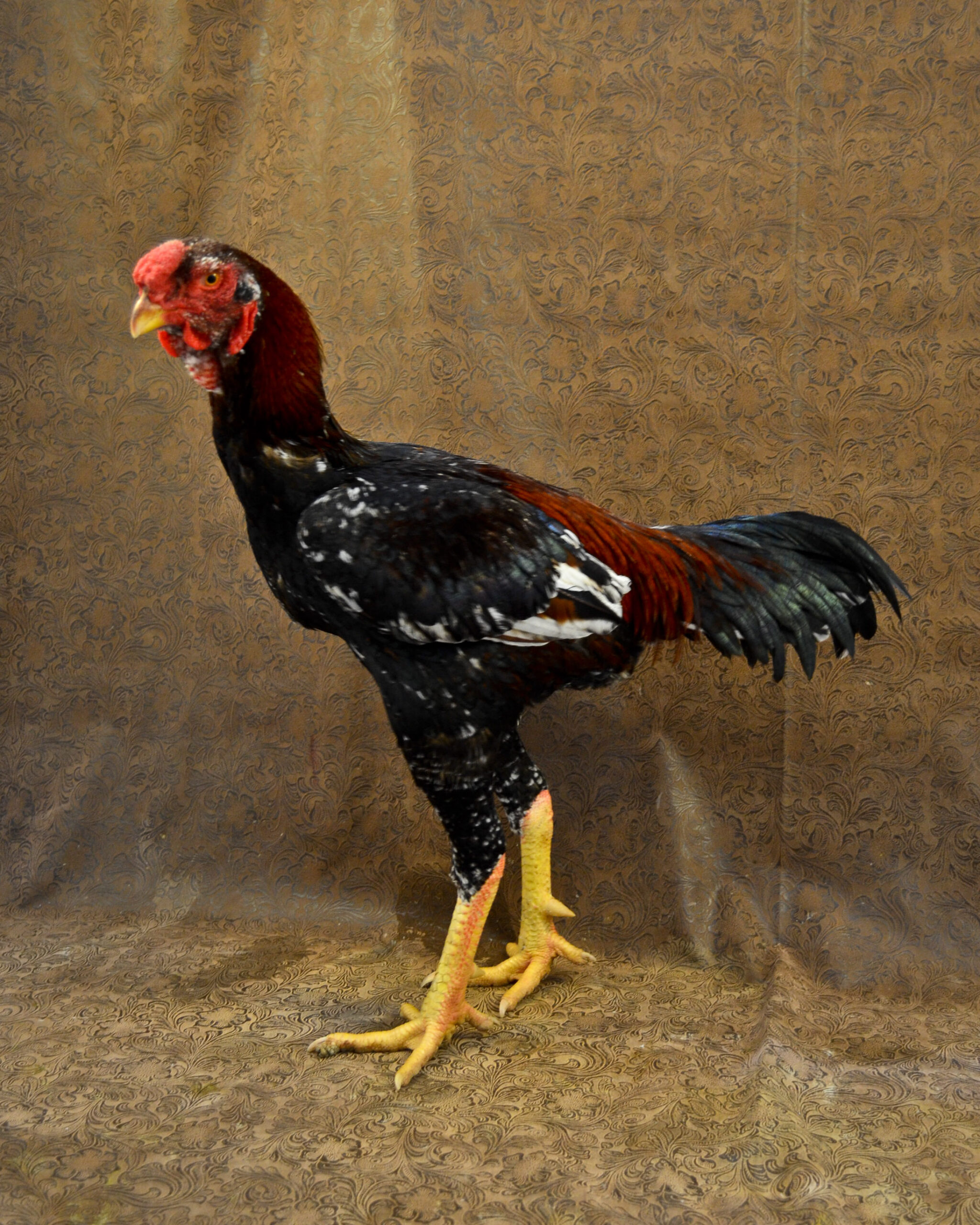 malay rooster for sale