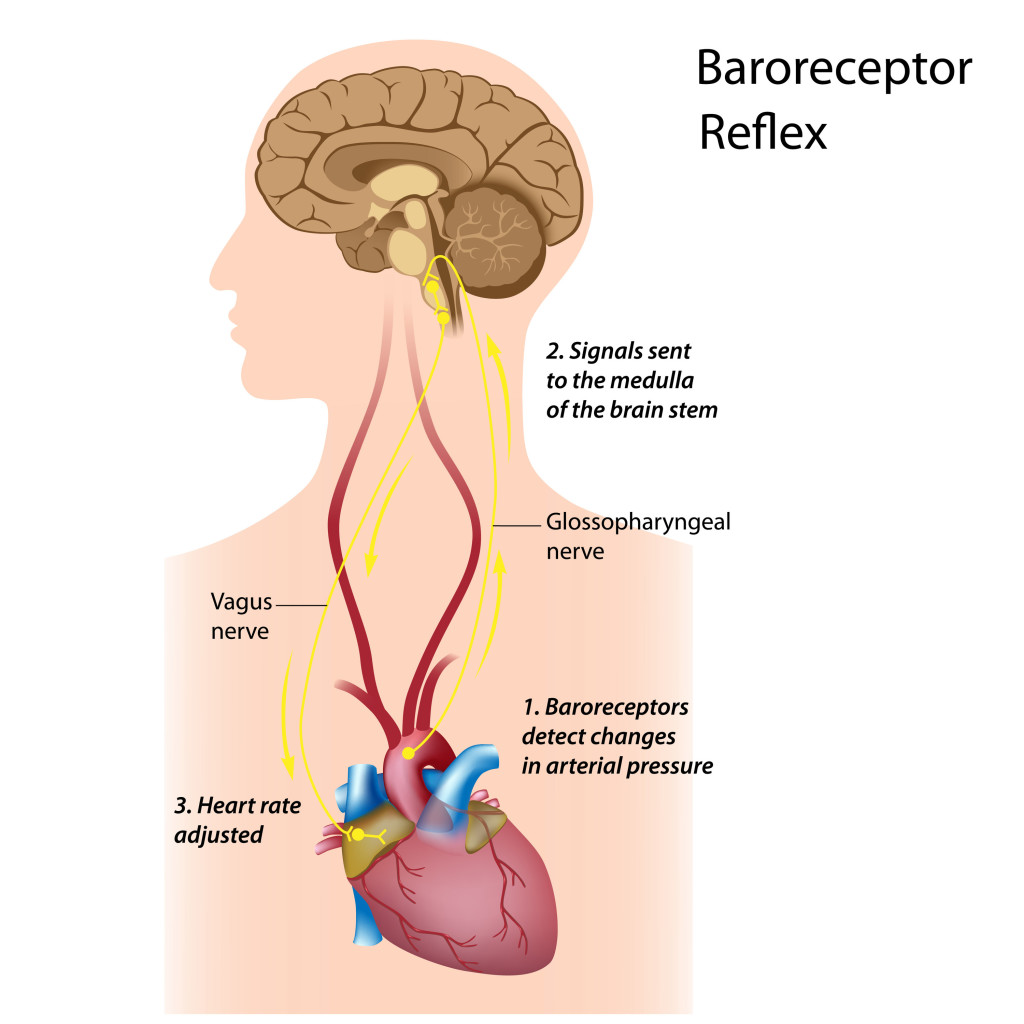 barorecptors