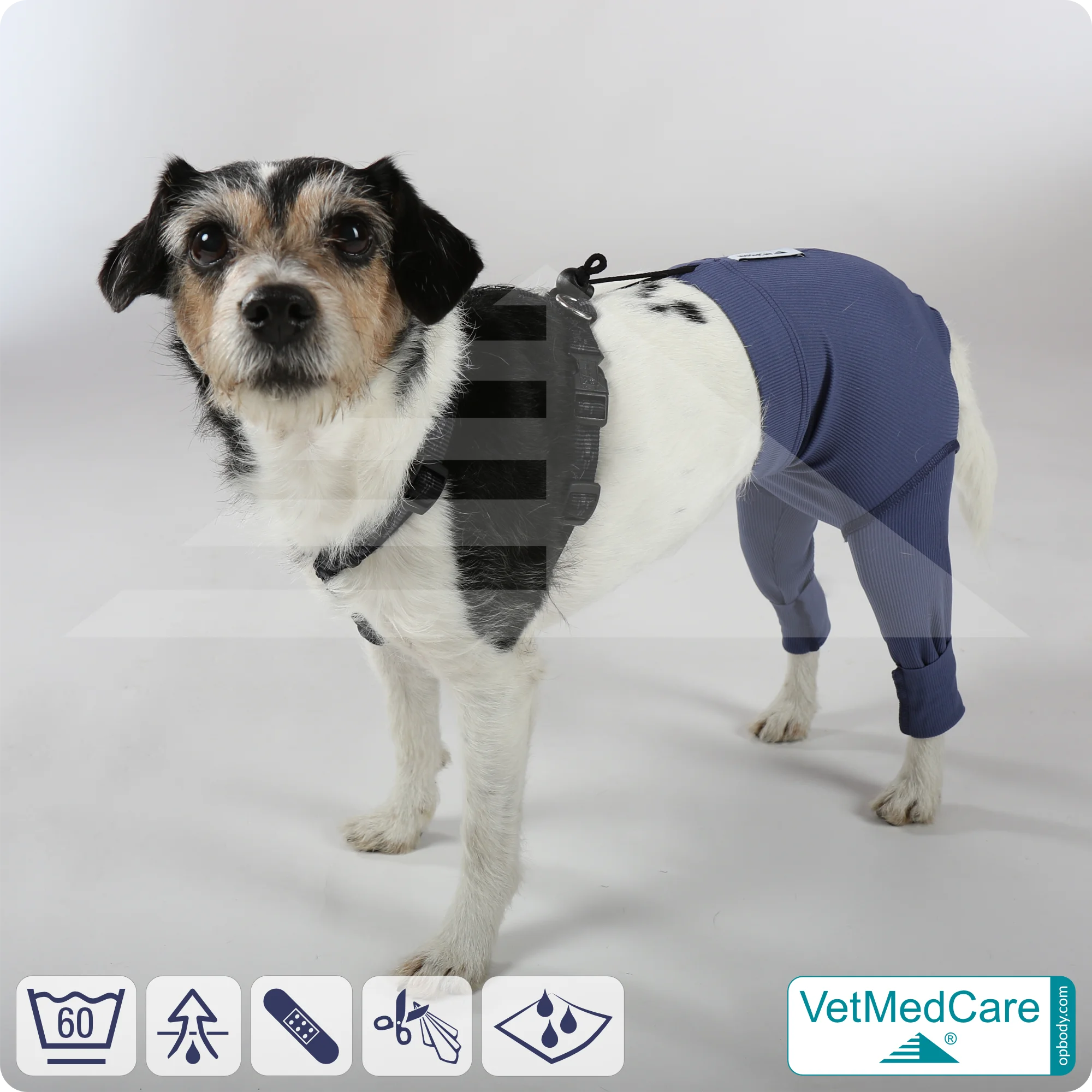 incontinence pants for dogs