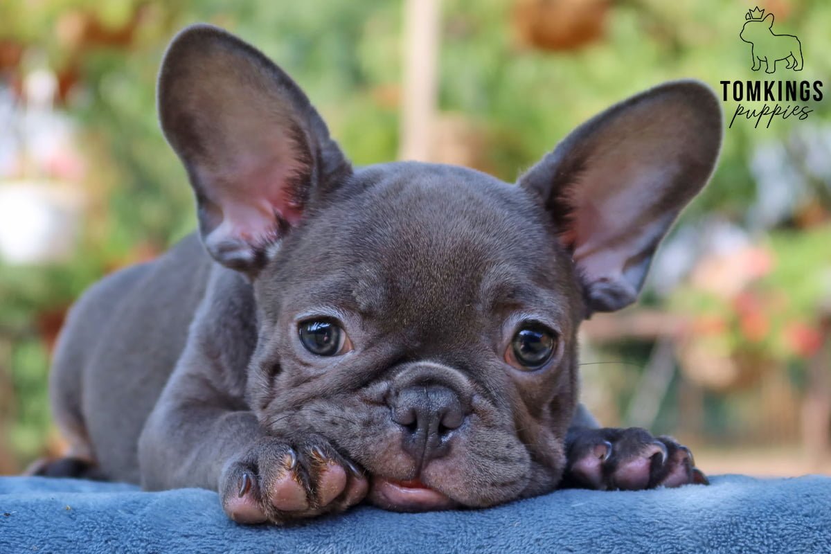 french bulldog puppies for sale near me