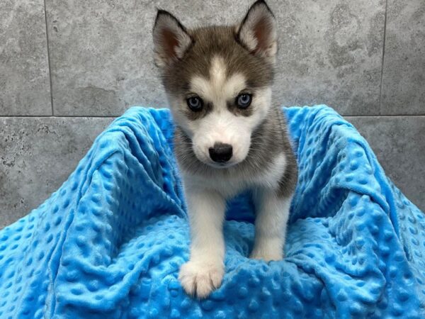 husky puppies for sale in houston