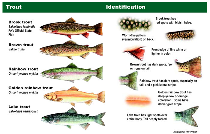 pa fish trout stocking schedule