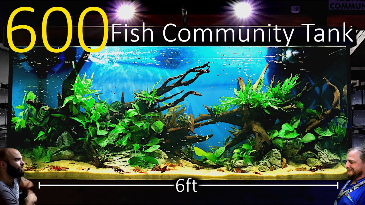 6ft fish tank aquarium