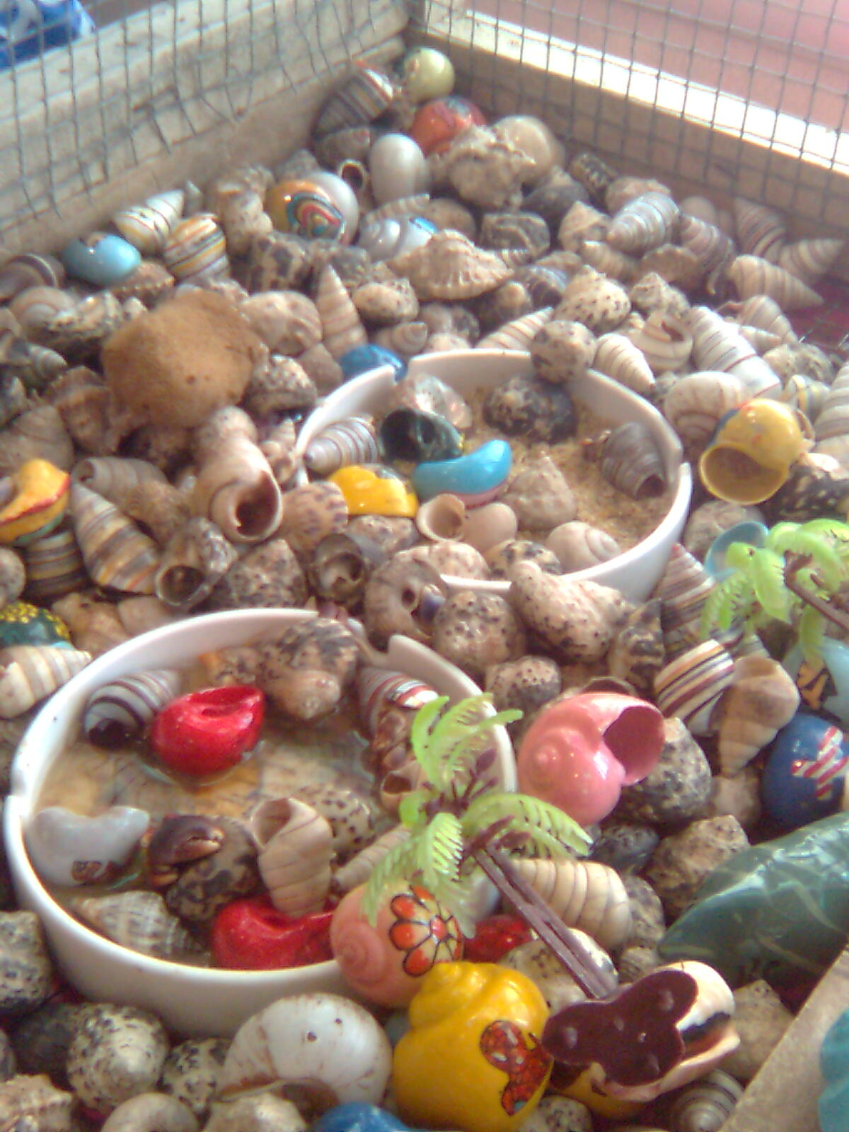 hermit crab pet shop