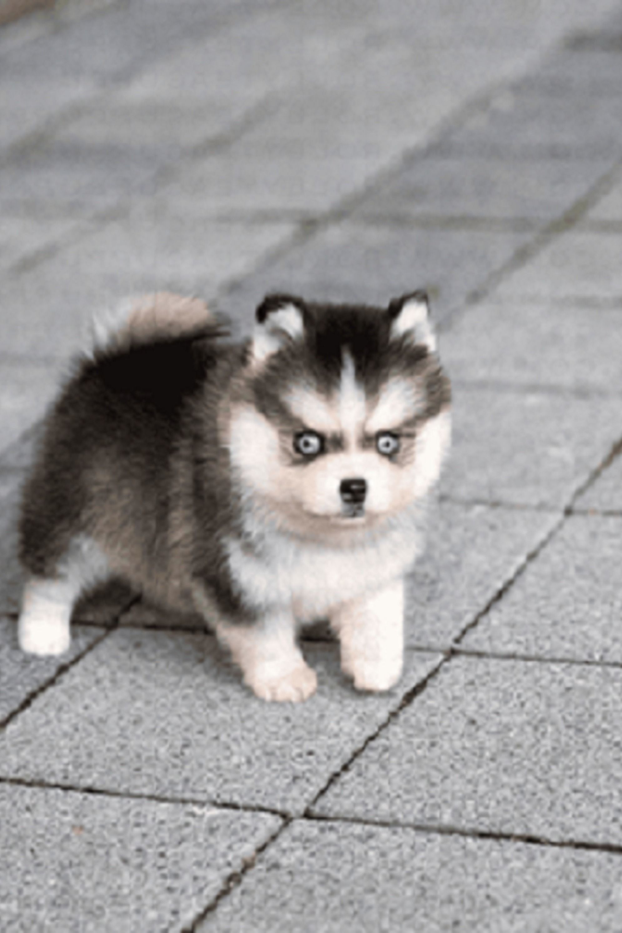 pomeranian husky price philippines