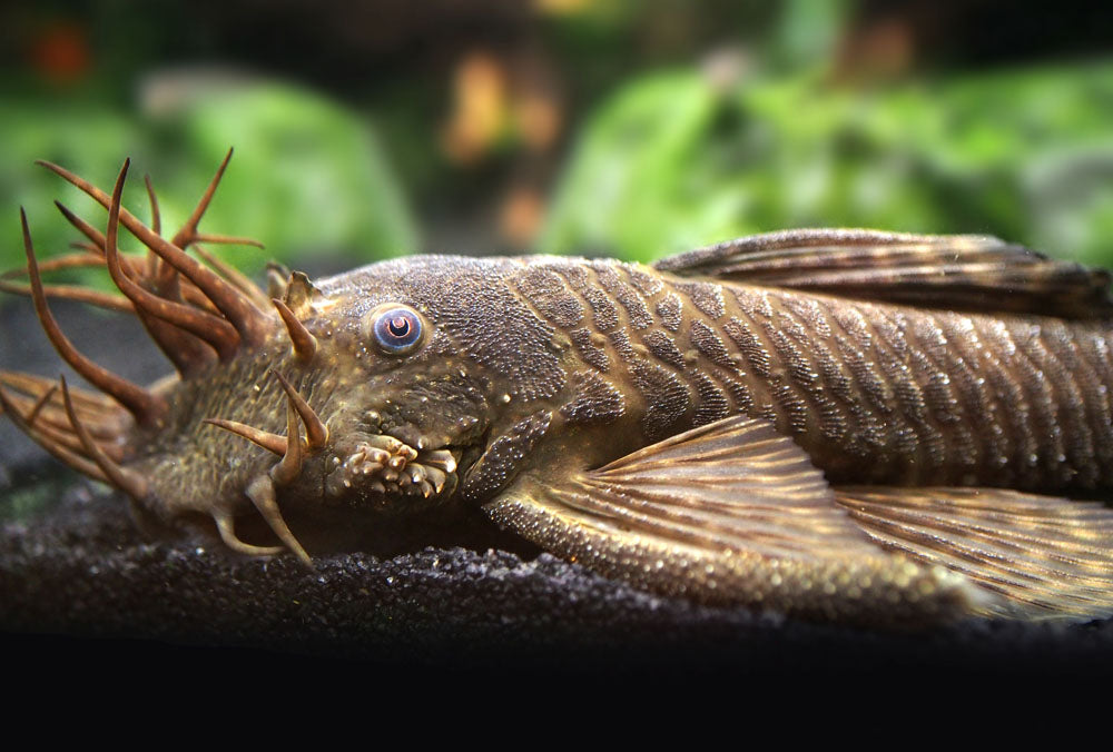 bristlenose pleco profile