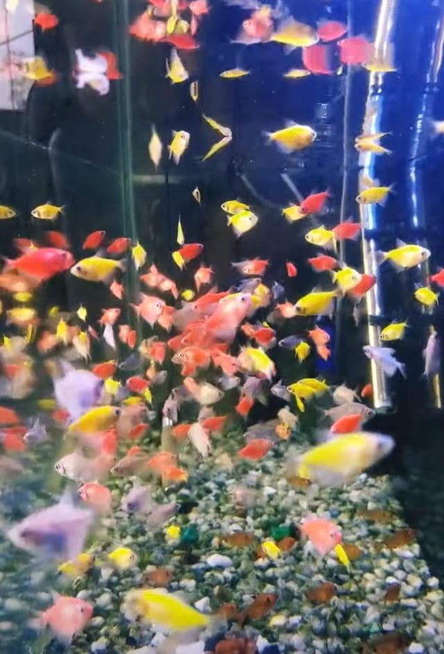 how many goldfish can be in a 10 gallon tank