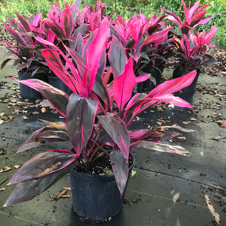 ti cordyline